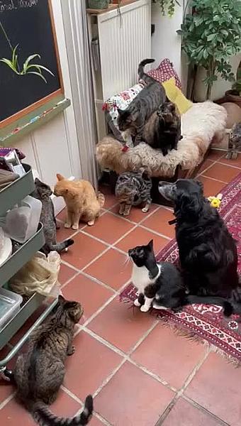 Kattenpraat