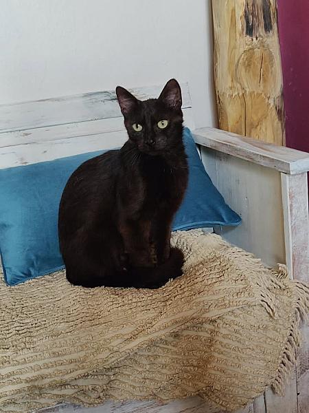 Kattenpraat