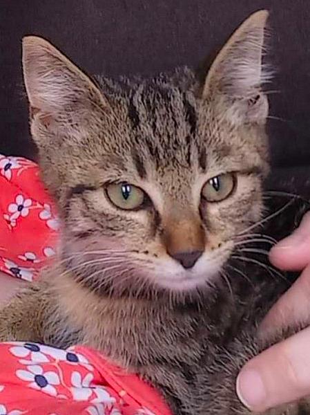 Kattenpraat