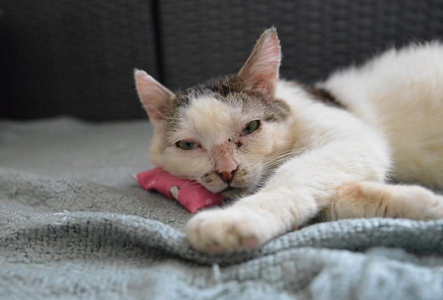 Kattenpraat