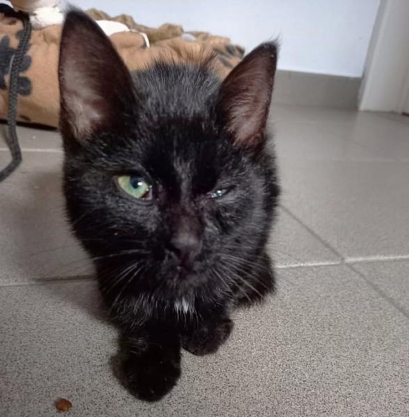 Kattenpraat