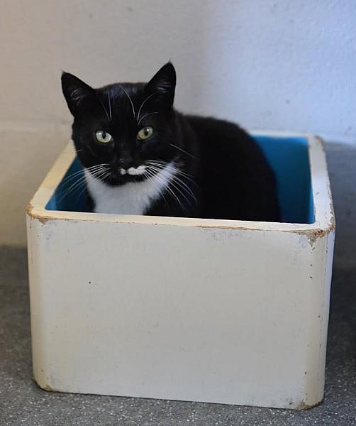 Kattenpraat