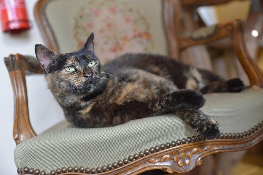 Kattenpraat