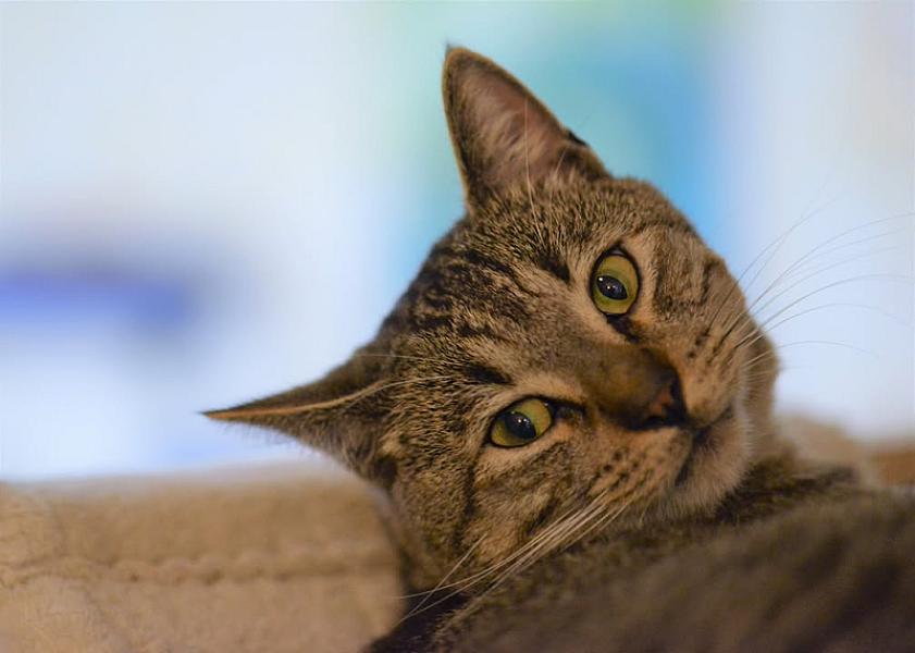Kattenpraat
