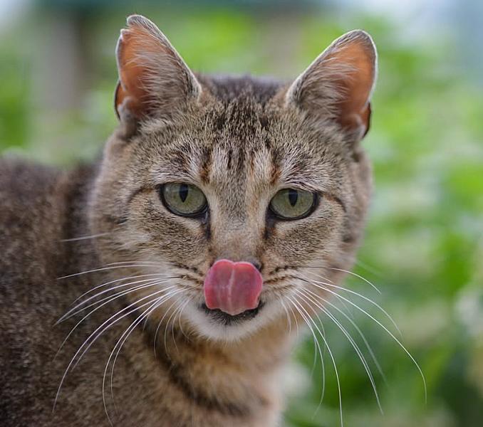 Kattenpraat