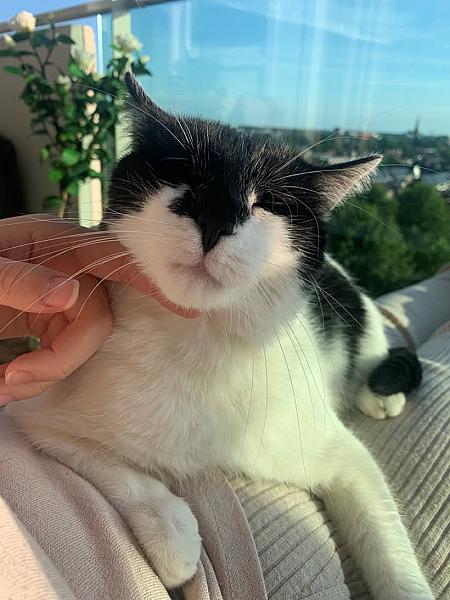 Kattenpraat