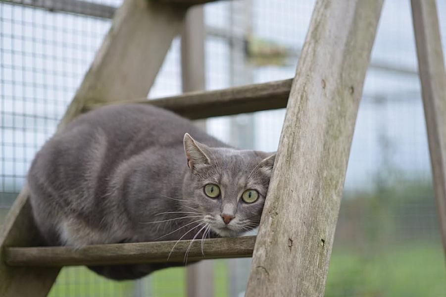 Kattenpraat