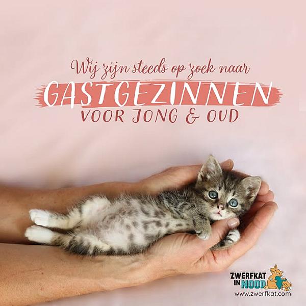 Kattenpraat