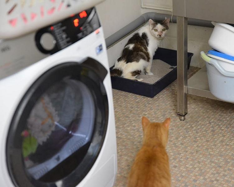 Kattenpraat