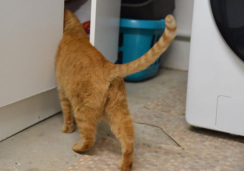 Kattenpraat