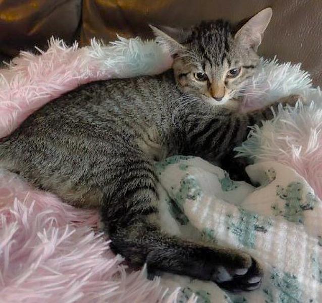 Kattenpraat