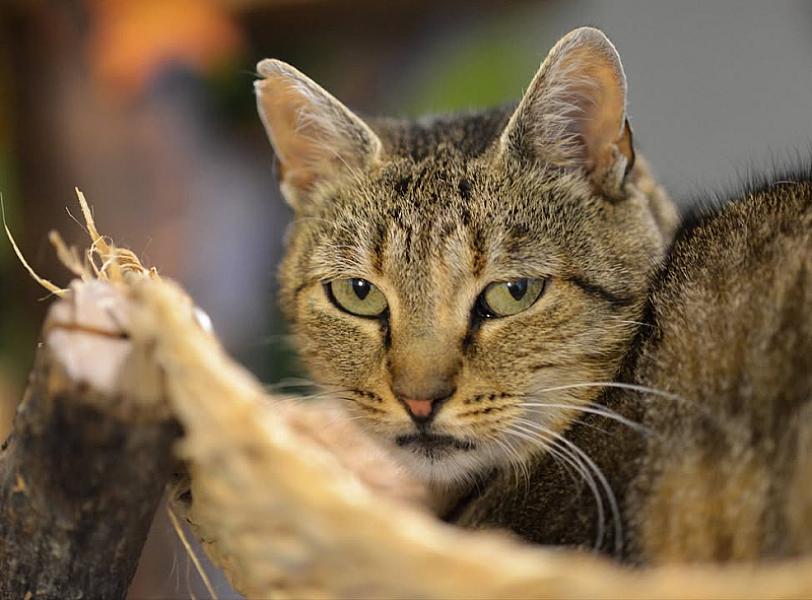 Kattenpraat