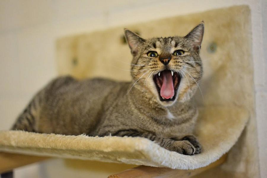 Kattenpraat