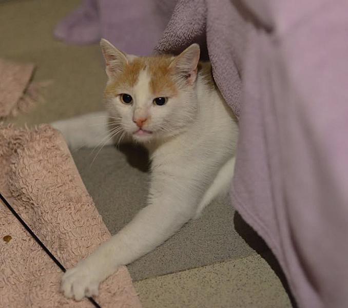 Kattenpraat