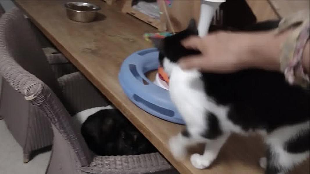 Kattenpraat