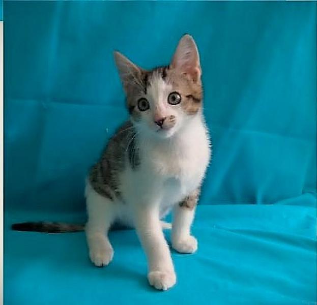 Kattenpraat