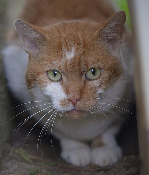Kattenpraat