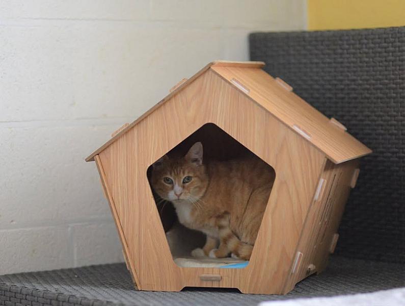 Kattenpraat