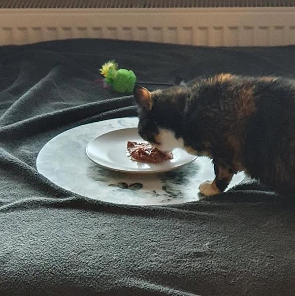 Kattenpraat