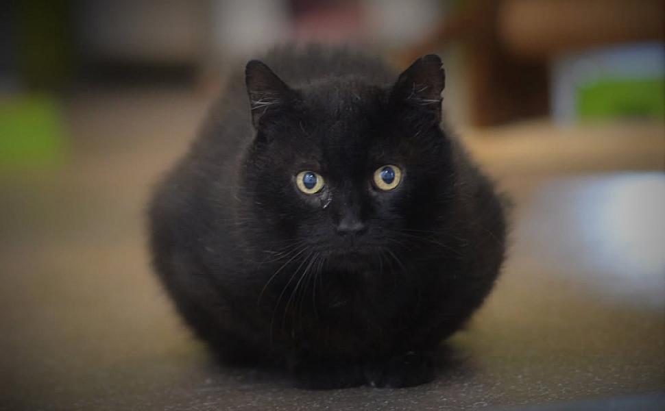 Kattenpraat