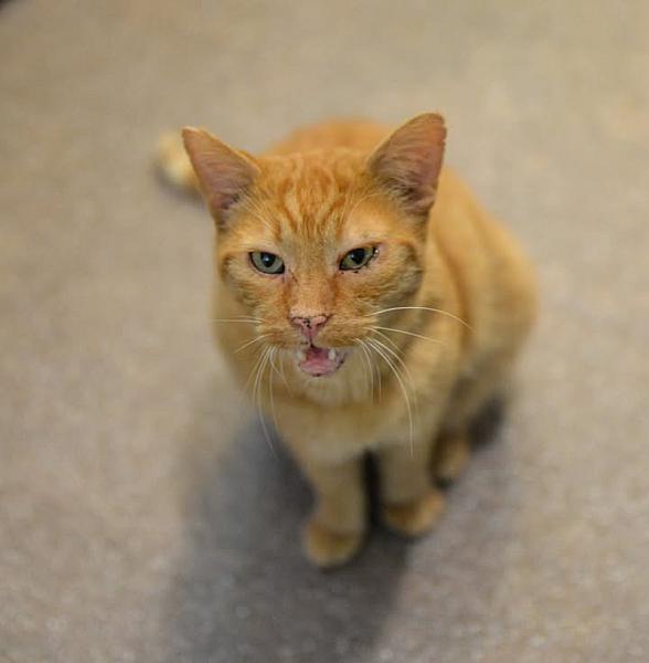 Kattenpraat