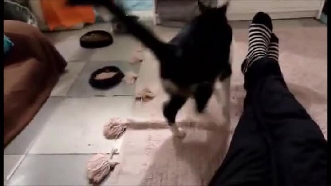 Kattenpraat