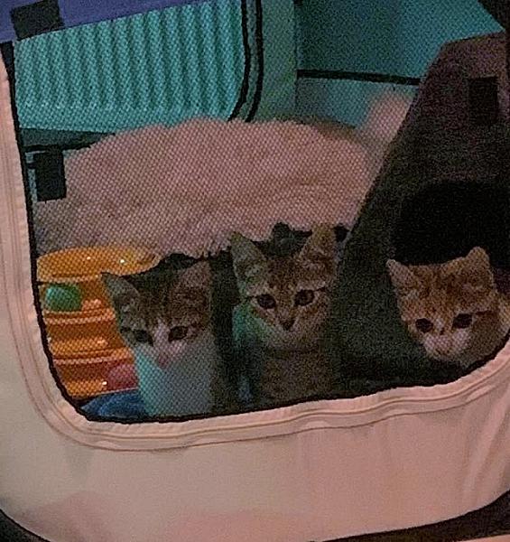 Kattenpraat