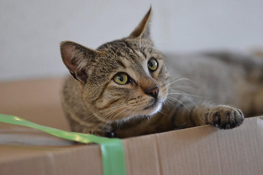 Kattenpraat