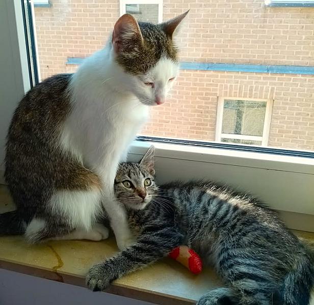 Kattenpraat