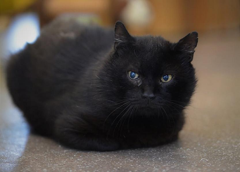 Kattenpraat