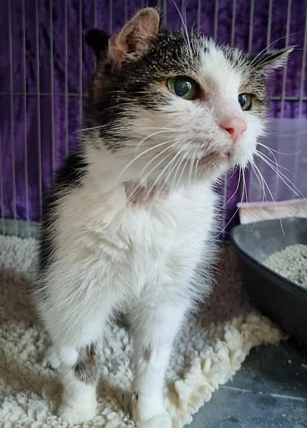 Kattenpraat