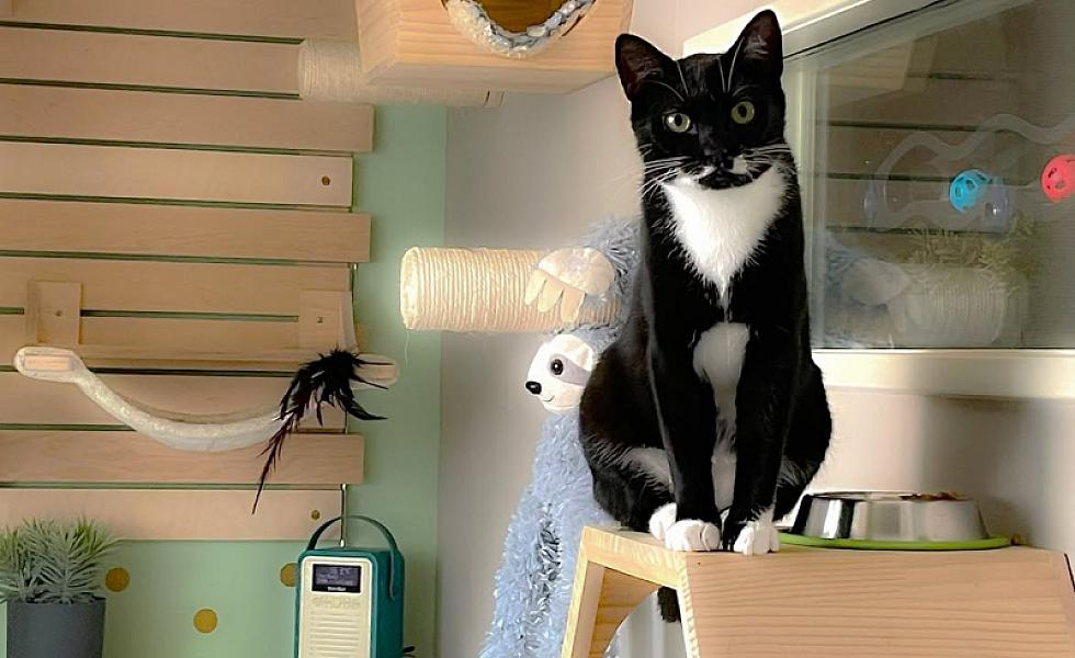 Kattenpraat