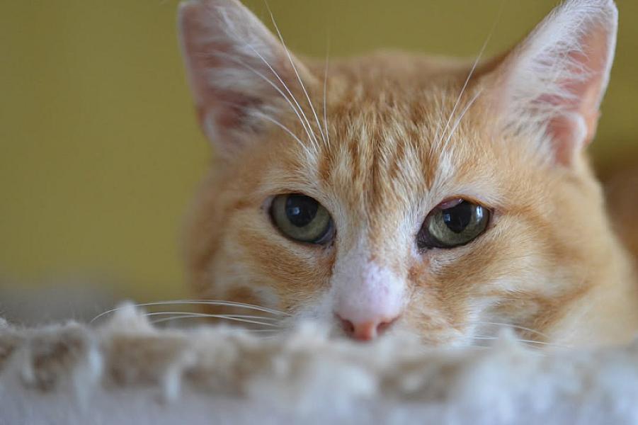 Kattenpraat