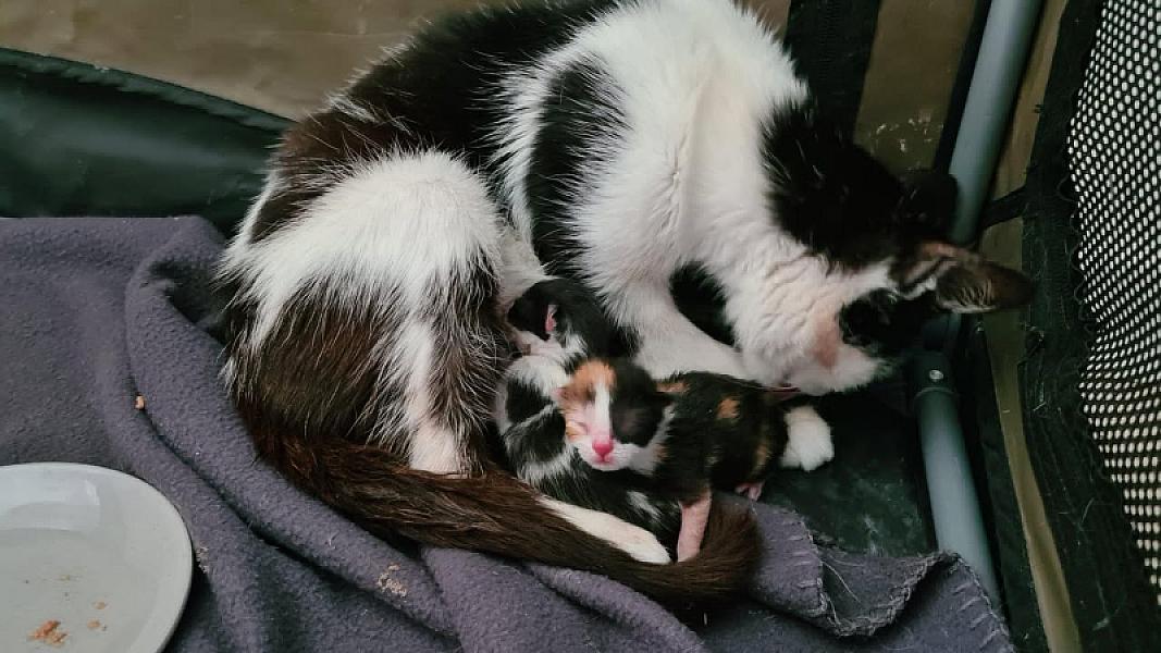 Kattenpraat