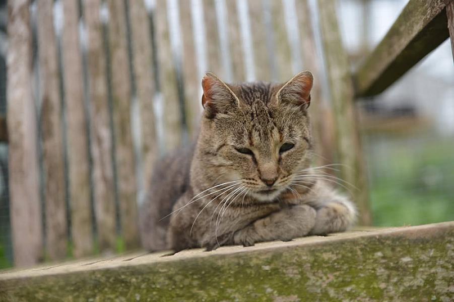 Kattenpraat