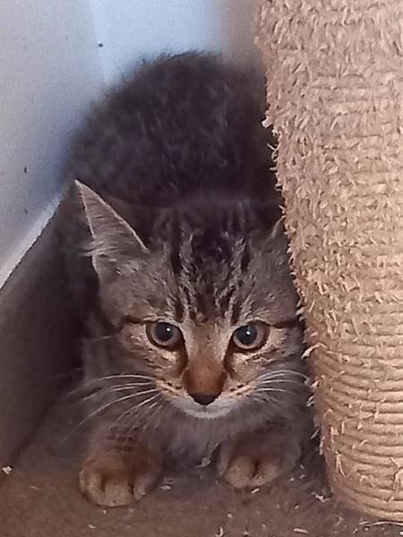 Kattenpraat