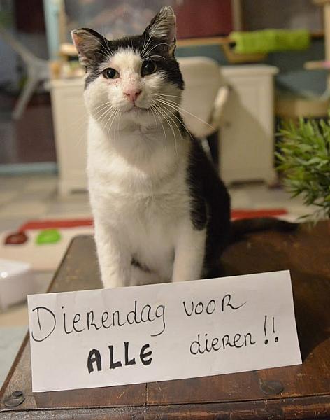 Kattenpraat