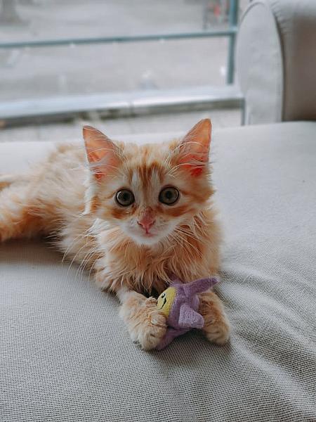 Kattenpraat