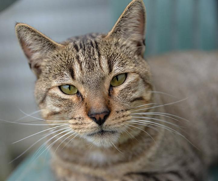 Kattenpraat