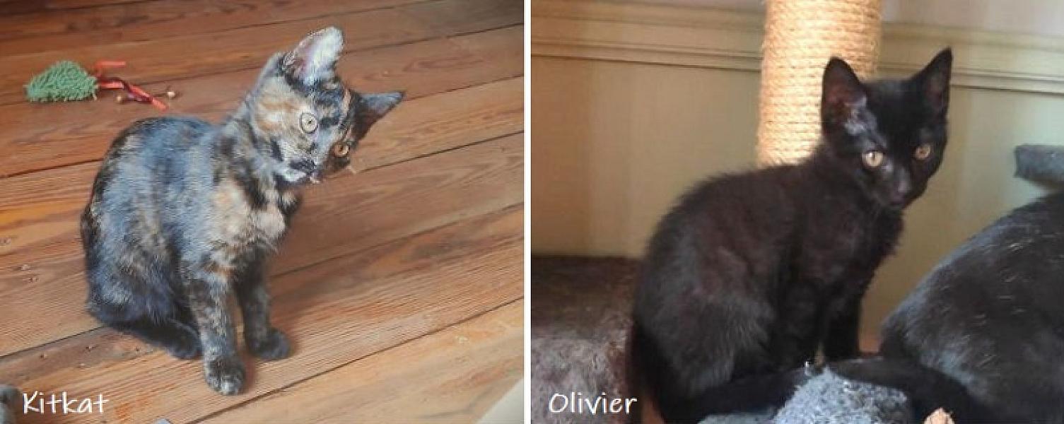 Kattenpraat