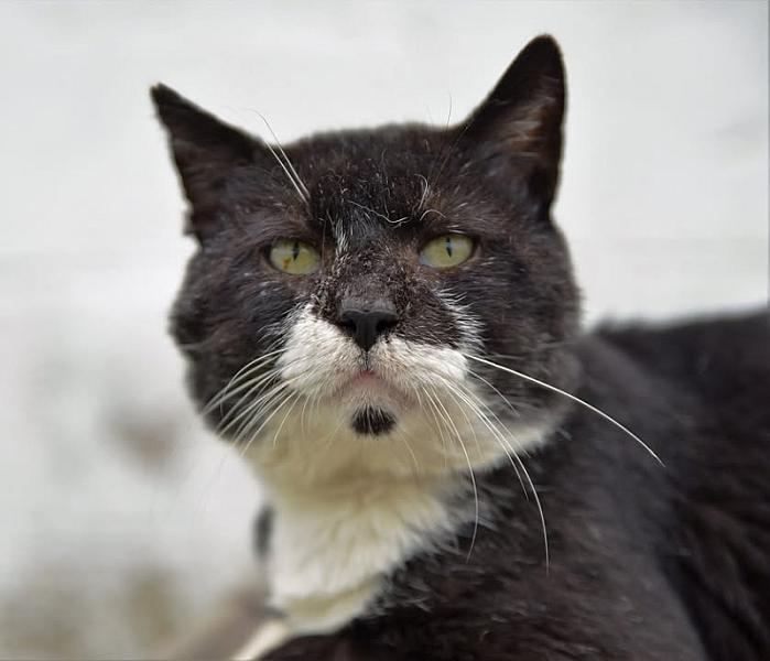 Kattenpraat