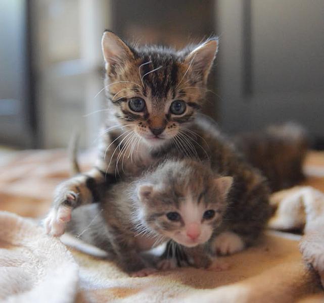 Kattenpraat