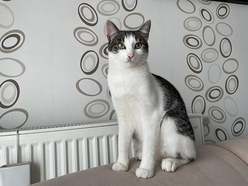 Kattenpraat