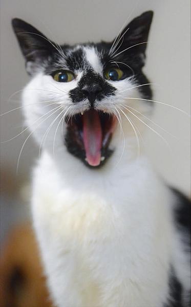 Kattenpraat