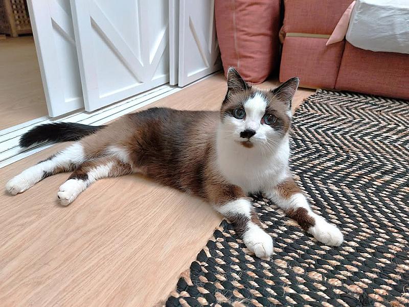 Kattenpraat