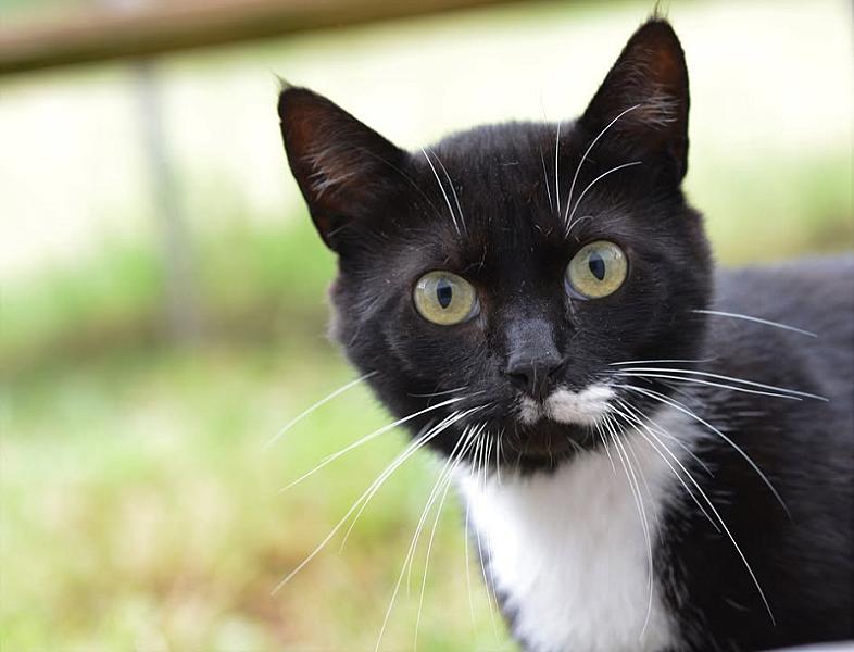 Kattenpraat