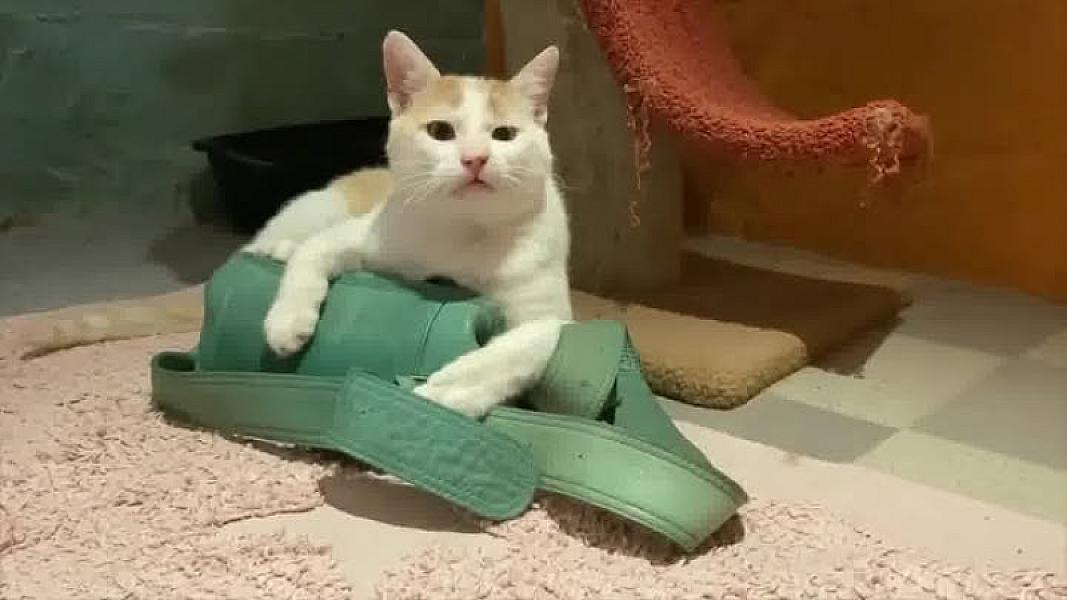 Kattenpraat