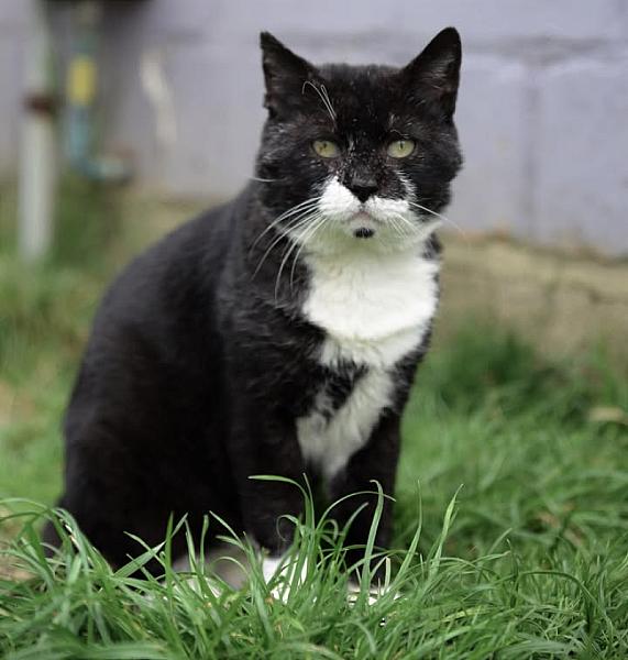 Kattenpraat