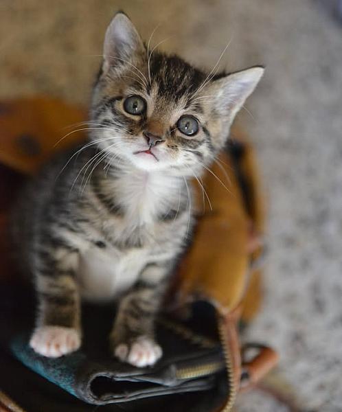 Kattenpraat