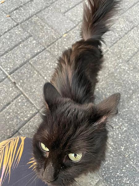 Kattenpraat